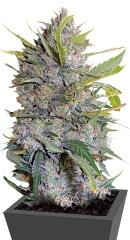 Serious Happiness fem (Serious Seeds)