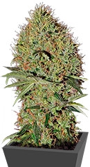 Super Bud Auto fem (GHS)