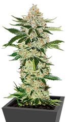 Underdawg Kush fem (TH Seeds)