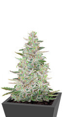AK-01 (Anaconda Seeds) семена конопли