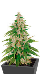 Gelato fem (Cali Buds Seeds)