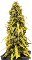 CBD Lemon Auto fem (Herbies Seeds) семена конопли