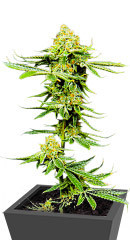 Gelato #33 fem (Advanced Seeds)