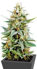 Kritikal-K fem (Kannabia Seeds)