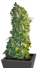 MAXI GOM auto fem (Grass-O-Matic)