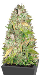 NY Diesel fem (Vision Seeds)