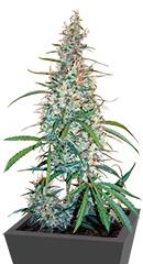 Silver Haze regular (Sensi Seeds)