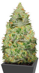 True Gold OG fem (Anesia Seeds)