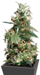 Купить семена каннабиса Arjan's Ultra Haze #1 мини