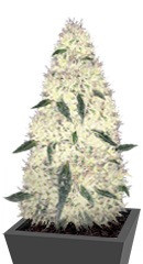 Rock Machine Auto fem (Doctor’s Choiсe)