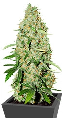 Think Fast fem (Dutch Passion)