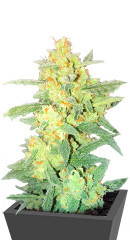 AK Kush Express fem (Kalashnikov Seeds)