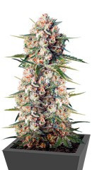 Crystal Candy F1 Fast Version fem (Sweet Seeds)
