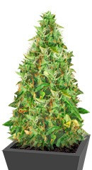 Doctor’s Choice #1 Auto fem семена конопли