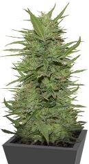 Dr Greenthumb’s Dedoverde Haze Auto fem (Humboldt Seeds)