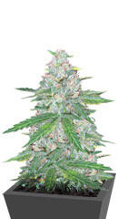 Fast Flowering Green Crack fem (Humboldt Seeds)