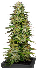 Golden Sands fem (Humboldt Seed Company) семена конопли