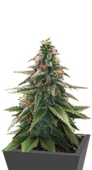 Gorilla Glue #4 fem (Original Sensible Seeds)