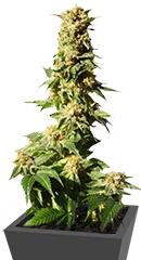 La Blanca Max Auto fem (Kannabia Seeds)