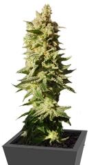 Mataro Blue Max Auto fem (Kannabia Seeds)