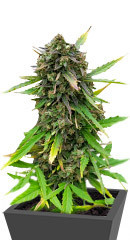 Purple Russian Express fem (Kalashnikov Seeds)