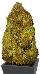 Skunky Monkey Auto fem (Heavyweight Seeds)