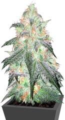 Auto Sour Diesel fem (Bulk Seed Bank)