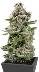 White Widow Auto fem (Trikoma Seeds)