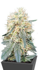 Stromboli Auto fem (Paradise Seeds)