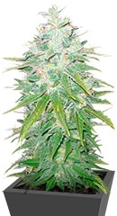 Afghan Kush X Black Domina fem (World of Seeds)