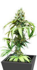 Bruce Banner #3 fem семена конопли