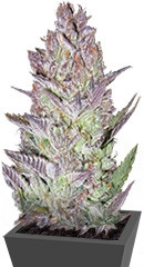 Blueberry Cheesecake fem (Female Seeds)