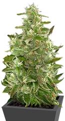 Critical + Autoflowering fem (Dinafem Seeds)