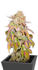 Grandaddy Banner fem (AlphaFem Seeds)