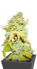 Grandmommy Purple fem (Herbies Seeds)