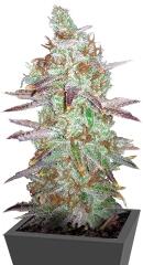 MK Ultra Kush regular (TH Seeds)