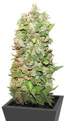 Mexican Airlines Auto fem семена конопли