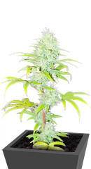 Wedding Cake fem (Barney's Farm)