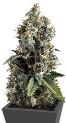 Ak 74 fem (Trikoma Seeds)