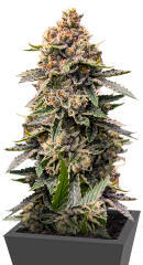 Grease Monkey Autoflower fem (Easy Grow Seeds)