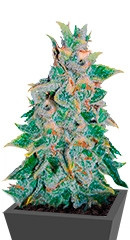 Northern Light Blue Auto fem (Delicious Seeds)