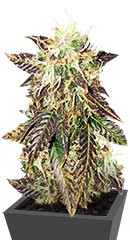 Rhino Ryder Auto fem (FastBuds) семена конопли