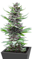 Tropicana Cookies Auto fem (FastBuds) семена конопли