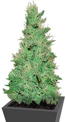 El Alquimista Auto fem (Samsara Seeds)