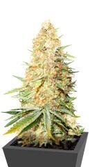 Lemon Zkittle fem (Dutch Passion)