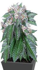 Master Kush fem (Humboldt Seeds)