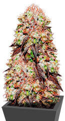 Purps OG fem (Anesia Seeds)