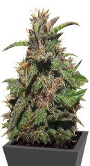 RuBerry auto fem (Russian Genetic)