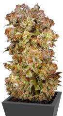 Skywalker fem (Dutch Passion)