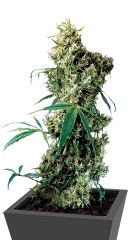 Super Silver fem (Dinafem Seeds)